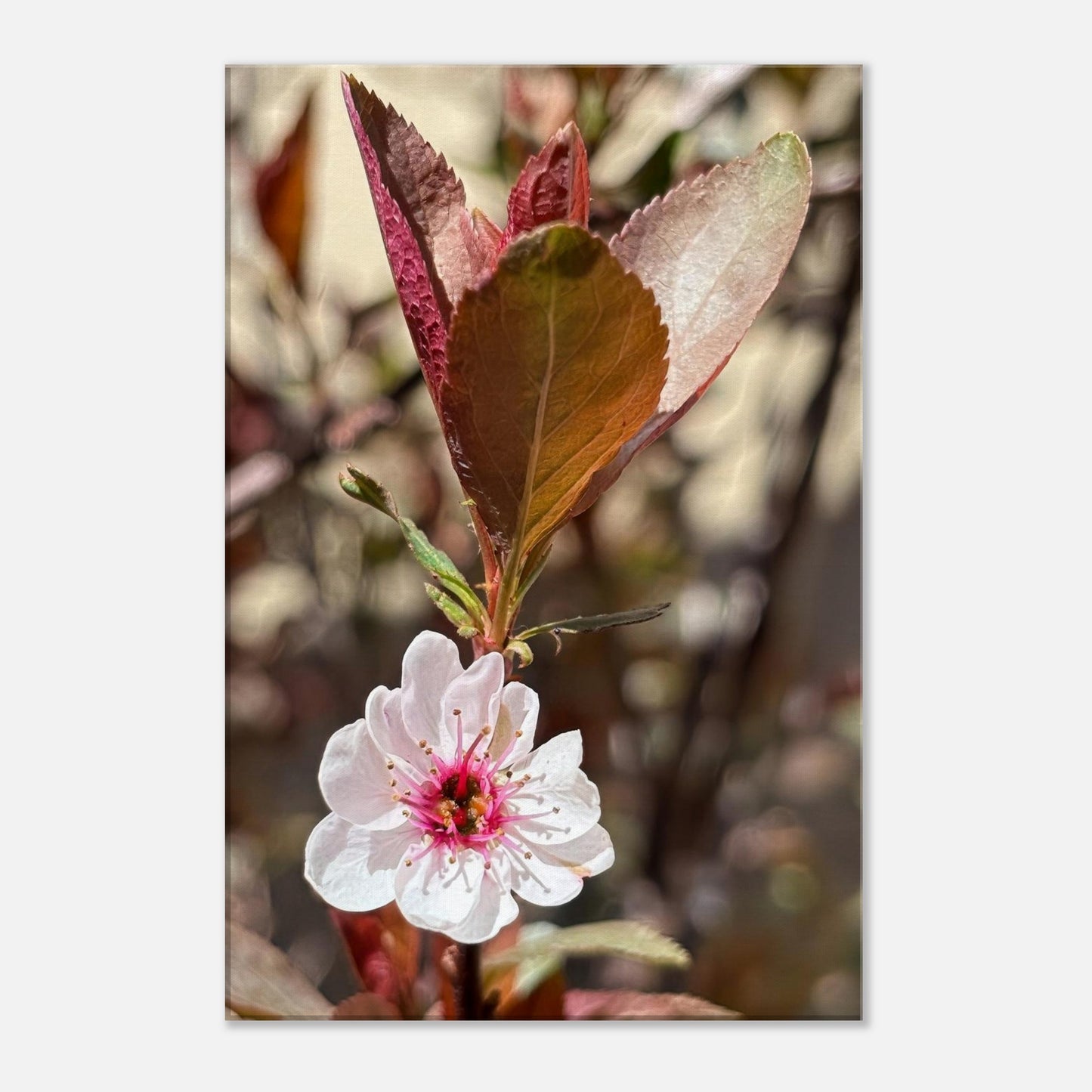 92657650-bb46-42ae-be28-c7e73d350513