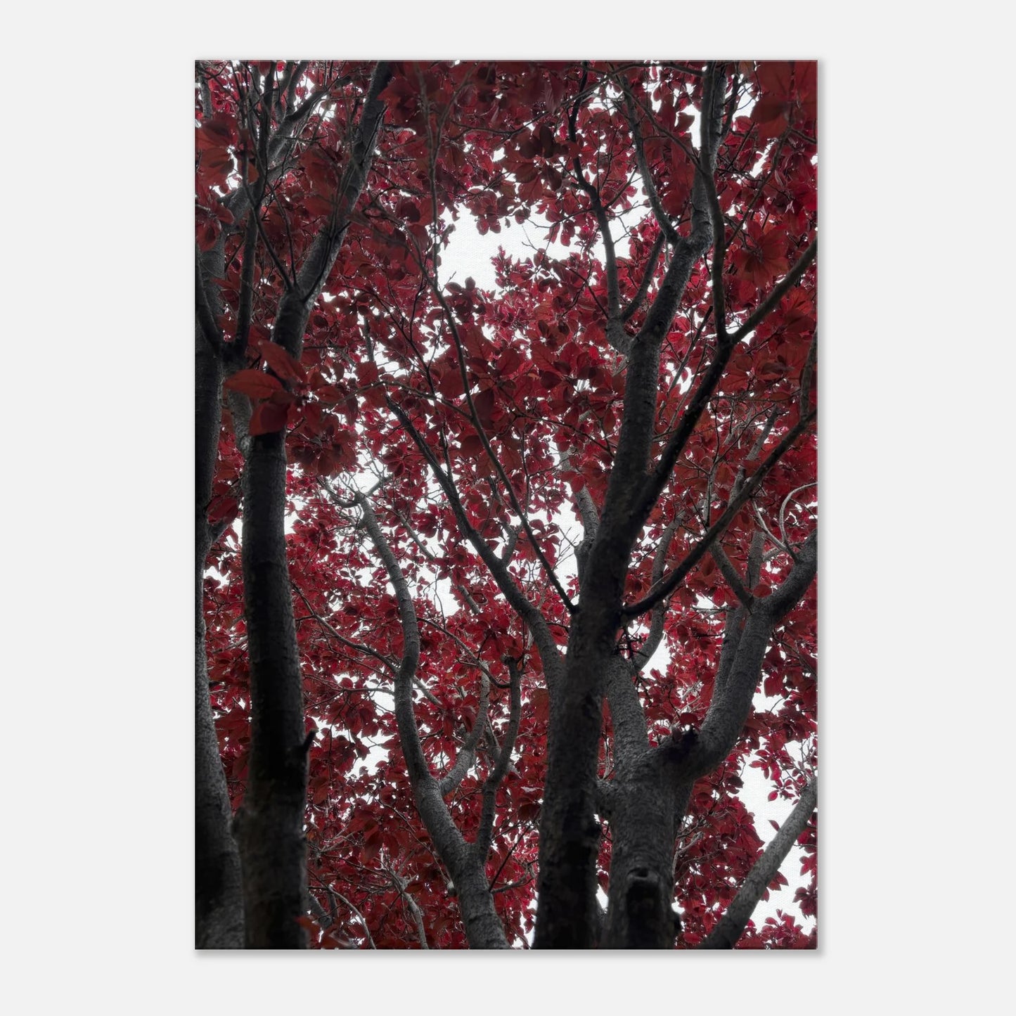 d0556482-45fe-4dc0-bbb5-0c71a5eb622c