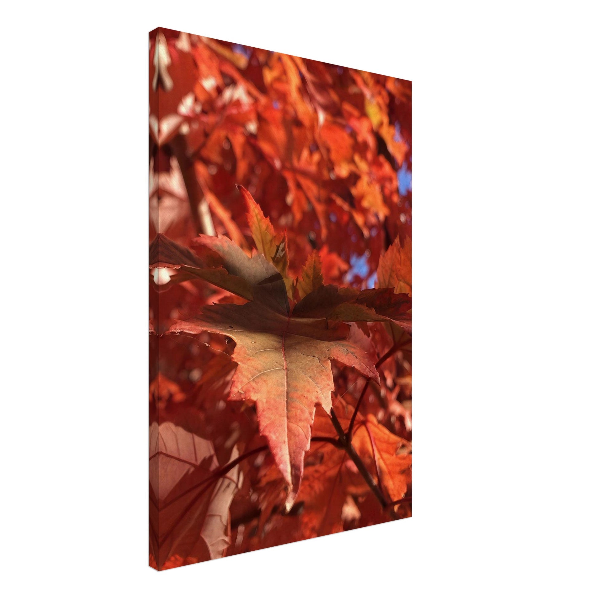 e63c1ca0-d549-454b-86fa-d148ef6e4e7c